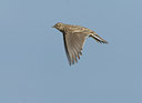 BUITEN BEELD Foto: 18107