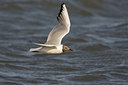BUITEN BEELD Foto: 18117