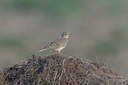 BUITEN BEELD Foto: 18118