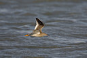 BUITEN BEELD Foto: 18133