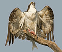 BUITEN BEELD Foto: 18293