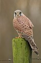 BUITEN BEELD Foto: 18301