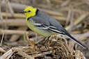 BUITEN BEELD Foto: 18335