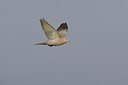 BUITEN BEELD Foto: 18347