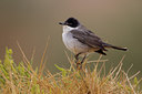BUITEN BEELD Foto: 18379