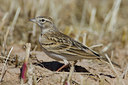 BUITEN BEELD Foto: 18493