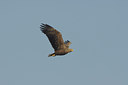 BUITEN BEELD Foto: 18624