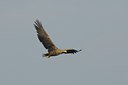 BUITEN BEELD Foto: 18626