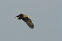 BUITEN BEELD Foto: 18627