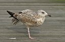 BUITEN BEELD Foto: 18734