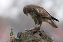 BUITEN BEELD Foto: 18839