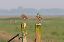 BUITEN BEELD Foto: 18919