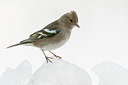 BUITEN BEELD Foto: 189015