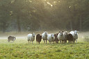 BUITEN BEELD Foto: 189470