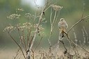 BUITEN BEELD Foto: 189551