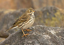 BUITEN BEELD Foto: 190119