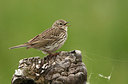 BUITEN BEELD Foto: 190131