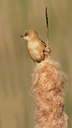 BUITEN BEELD Foto: 190215