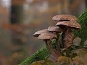 BUITEN BEELD Foto: 190236