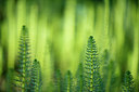 BUITEN BEELD Foto: 190436