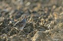 BUITEN BEELD Foto: 190649