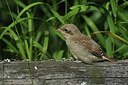 BUITEN BEELD Foto: 190656