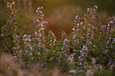 BUITEN BEELD Foto: 190819