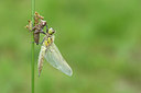 BUITEN BEELD Foto: 191059