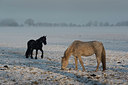 BUITEN BEELD Foto: 191799