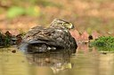 BUITEN BEELD Foto: 192073