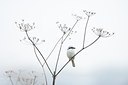 BUITEN BEELD Foto: 192257