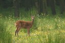 BUITEN BEELD Foto: 192560