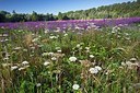 BUITEN BEELD Foto: 192690