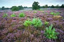 BUITEN BEELD Foto: 192708