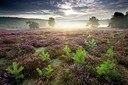 BUITEN BEELD Foto: 192810