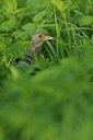 BUITEN BEELD Foto: 192824