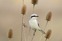 BUITEN BEELD Foto: 192878