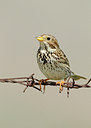 BUITEN BEELD Foto: 193028