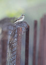 BUITEN BEELD Foto: 193037