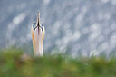 BUITEN BEELD Foto: 193234