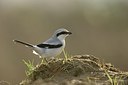 BUITEN BEELD Foto: 193267