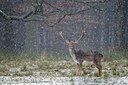 BUITEN BEELD Foto: 193275