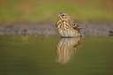 BUITEN BEELD Foto: 193296