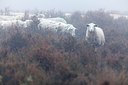 BUITEN BEELD Foto: 193352