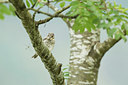 BUITEN BEELD Foto: 193376