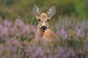 BUITEN BEELD Foto: 193436