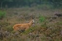 BUITEN BEELD Foto: 193437