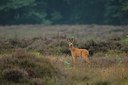 BUITEN BEELD Foto: 193441