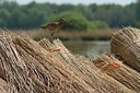 BUITEN BEELD Foto: 193570