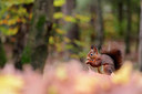 BUITEN BEELD Foto: 193642